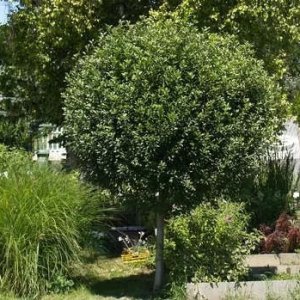 Okrasná višňa (Prunus Frutiosa) ´GLOBOSA´ výška: 200-250 cm, obvod kmeňa: 6/8 cm, kont. C15L 